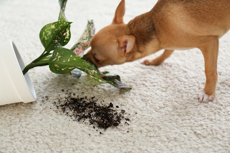 honden giftige planten