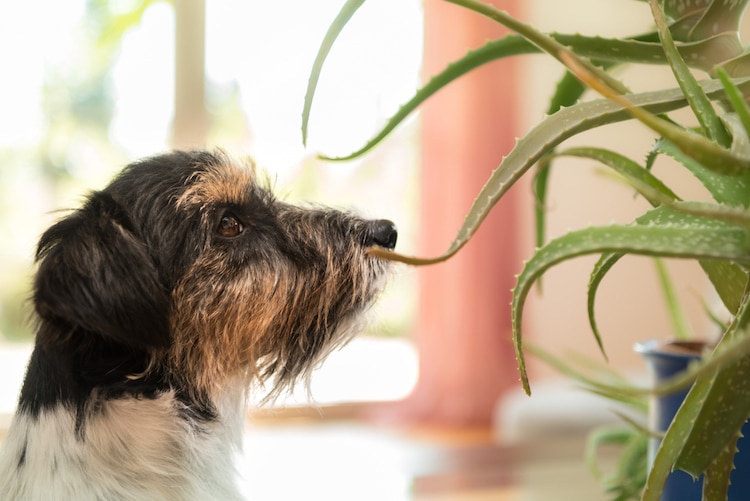 honden welke planten zijn giftig
