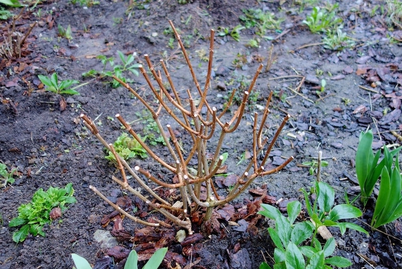 hortensia komt niet uit