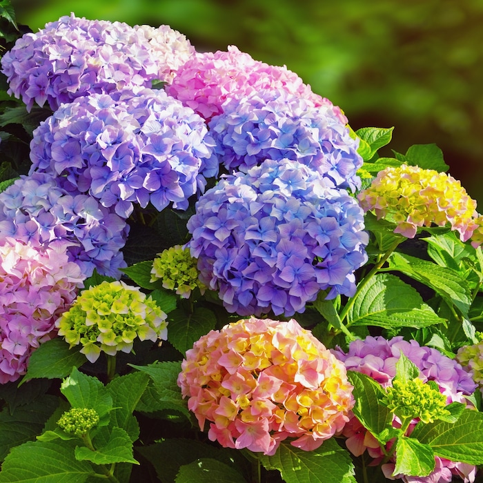 hortensia paarse kleur
