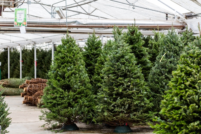 kerstboom langer vers houden