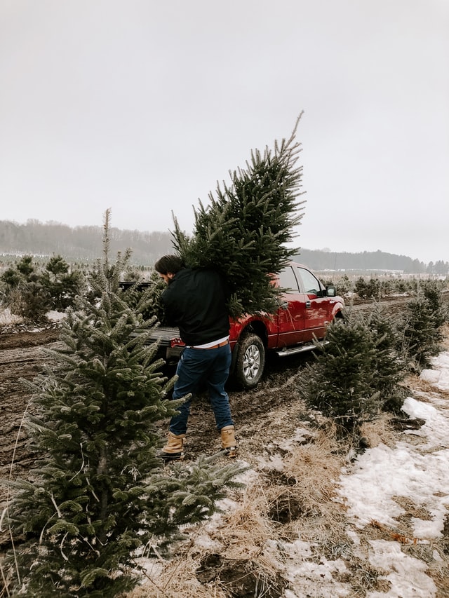 kerstboom tuin planten