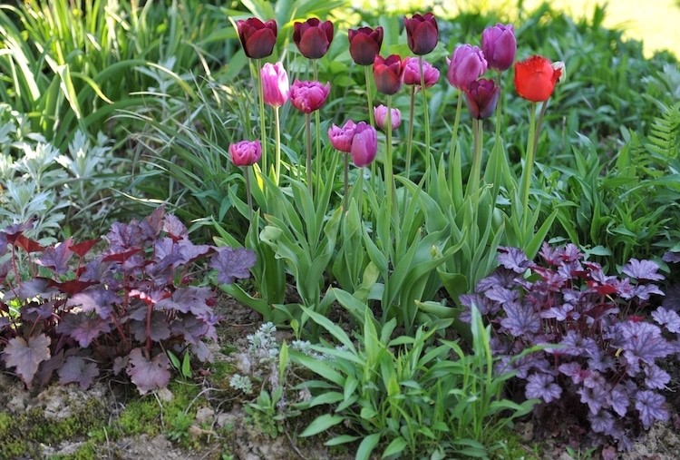 kleurrijke border tulpen