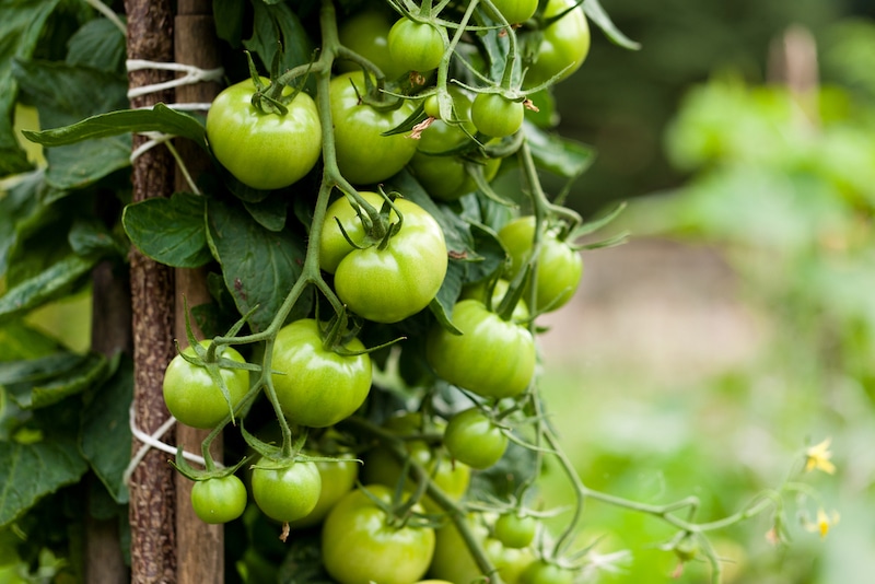 kunnen groene tomaten nog rijpen