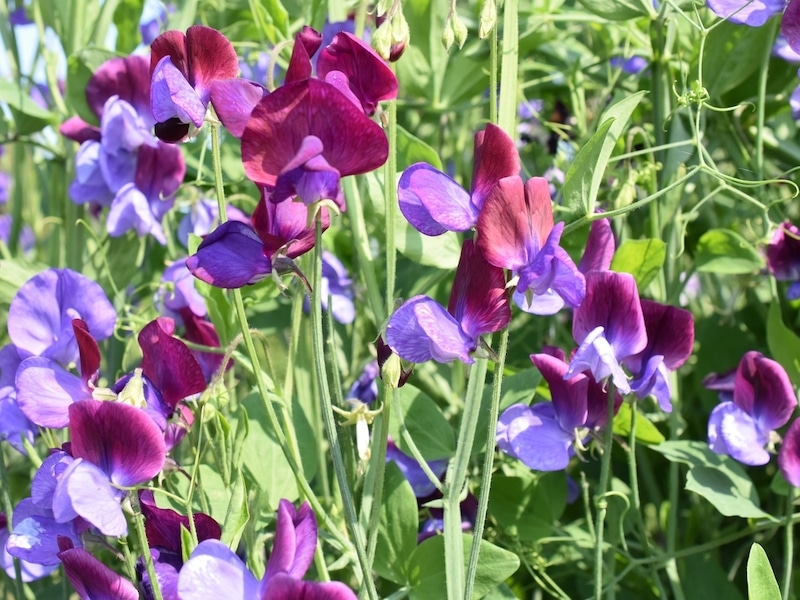 lathyrus verzorgen