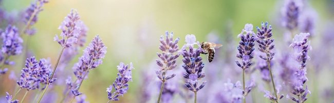 lavendel bijen