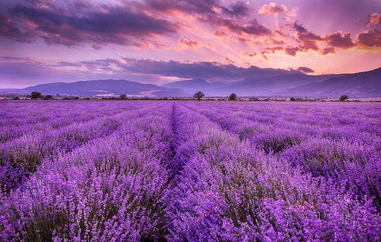 lavendel kweken