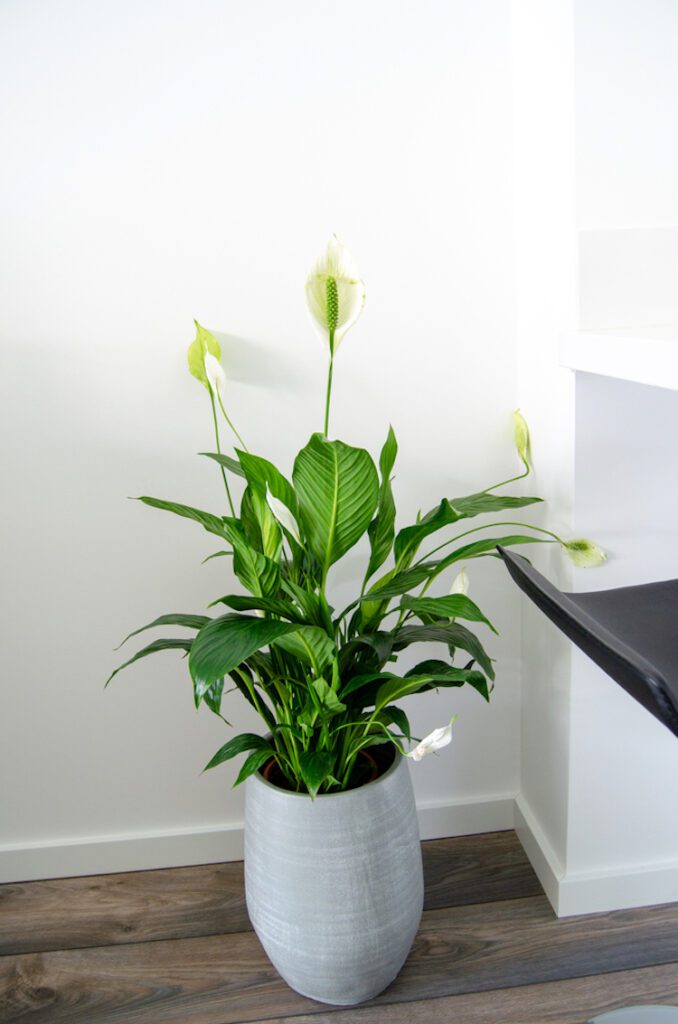 lepelplant Spathiphyllum