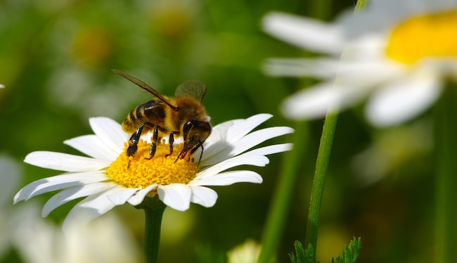 madeliefjes bijen