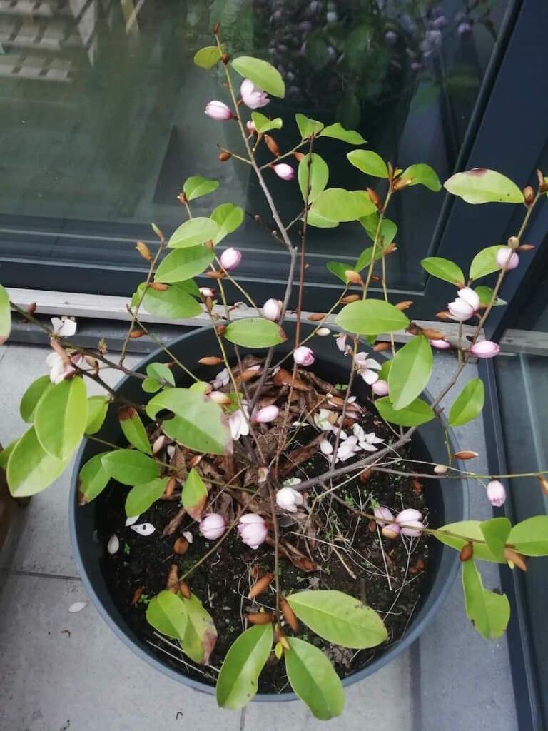 magnolia 2023