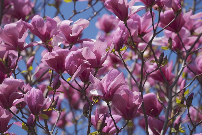 magnolia galaxy paars