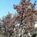 magnolia verzorgen