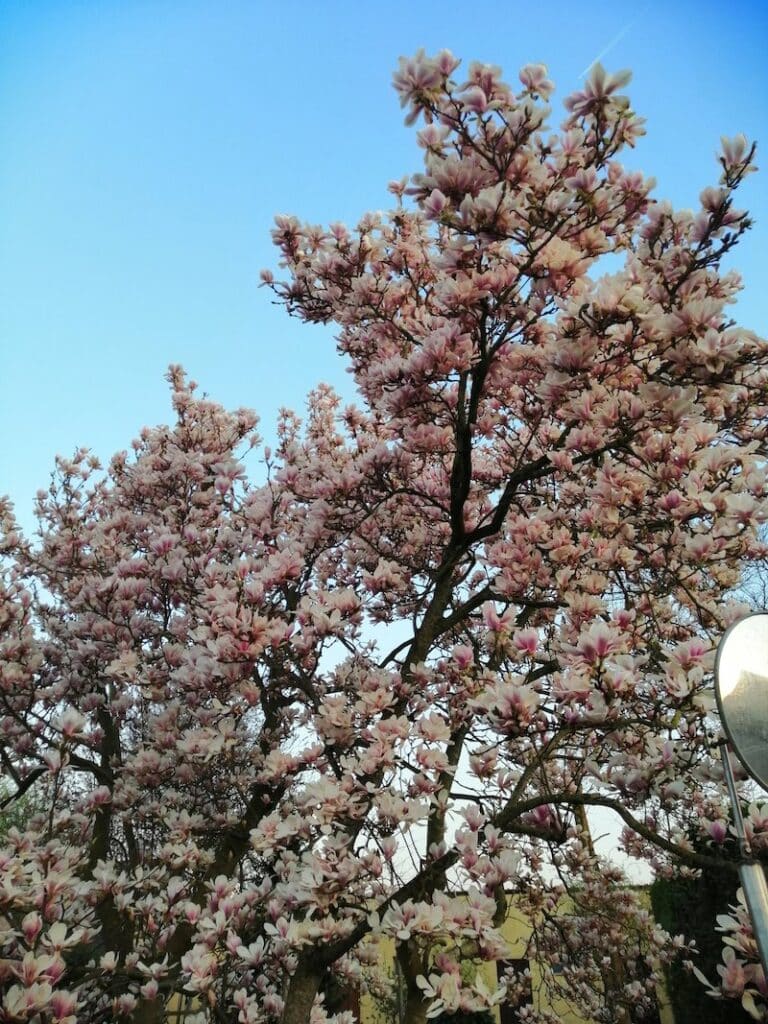 magnolia verzorgen