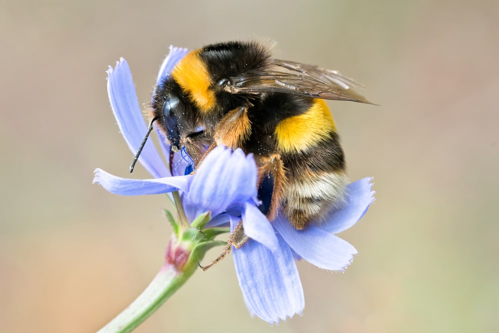 meer bijen in je tuin