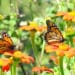 meer vlinders in de tuin