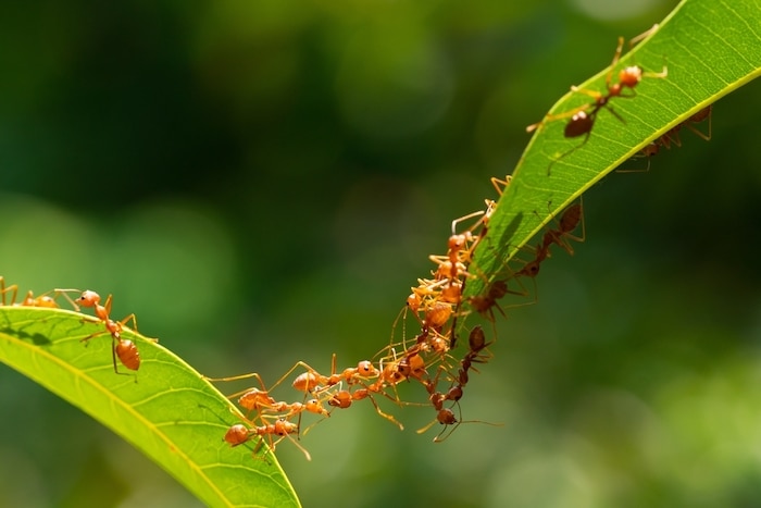 mieren in tuin bestrijden