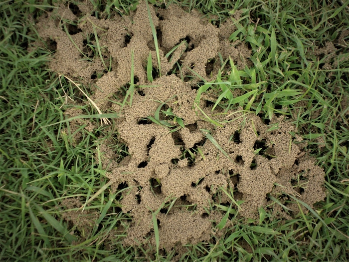 mierenhopen