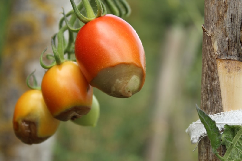 neusrot tomaten