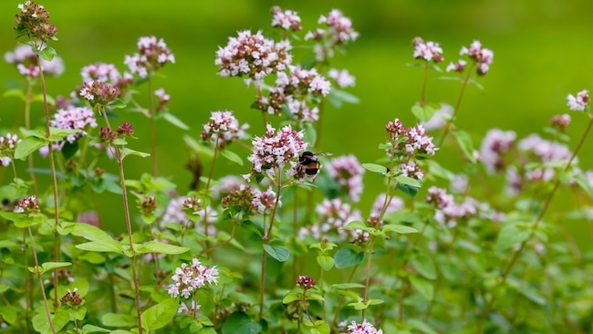 oregano bijen