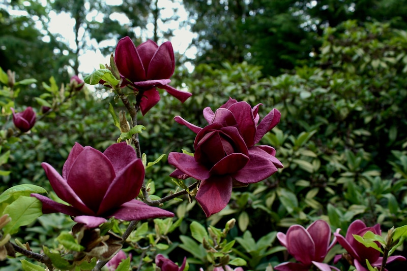 paarse magnolia