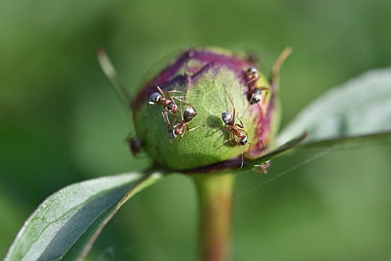 pioenroos knop mieren