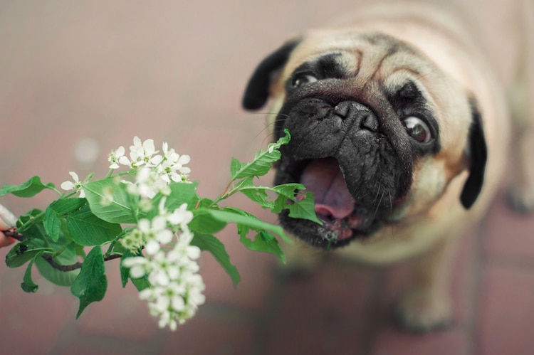 planten voor een hond giftig