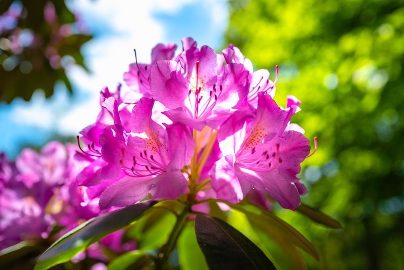 rhododendron bloemen