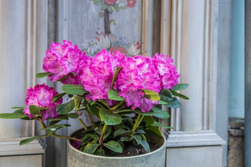 rhododendron in pot