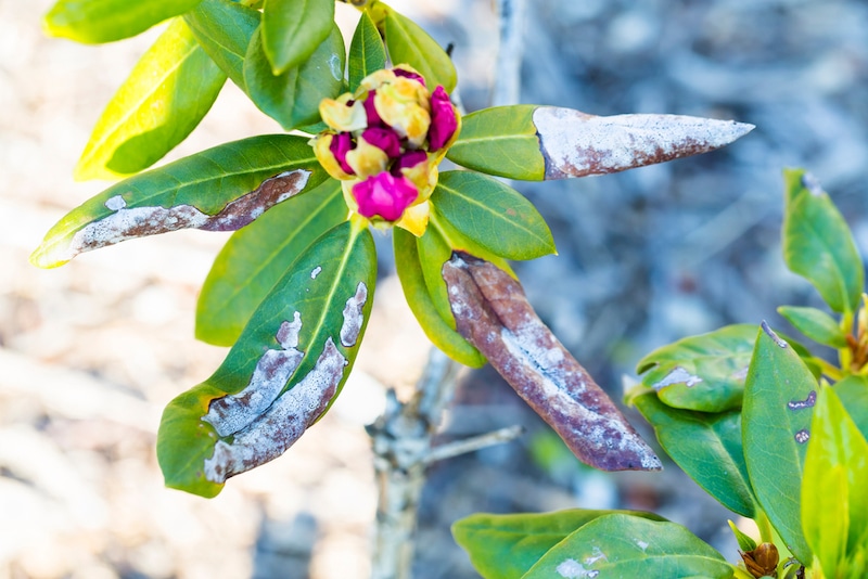 rhododendron ziektes