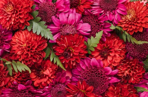 rode bloemen en planten