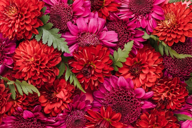 rode bloemen en planten