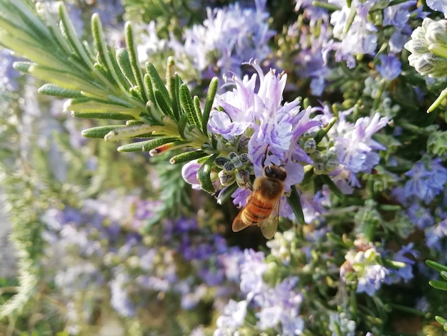 rozemarijn bijen