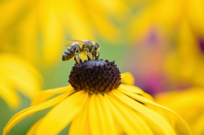 rudbeckia bijen zonnehoed