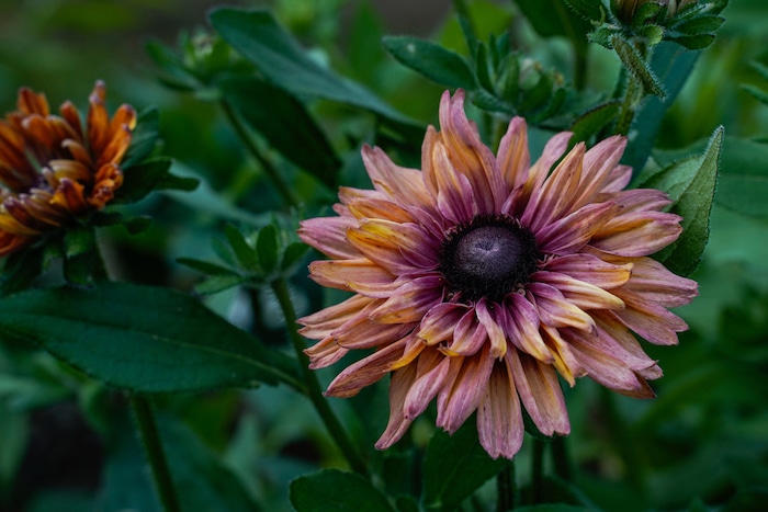 rudbeckia sahara