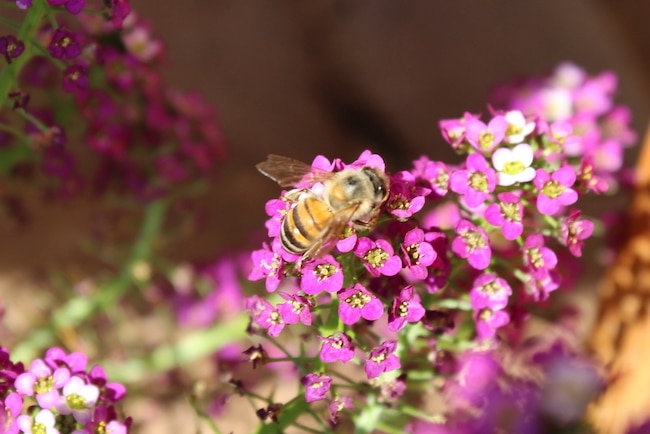schildzaad bijen