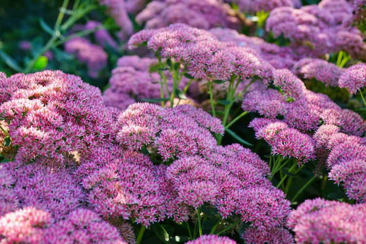 sedum vlinders