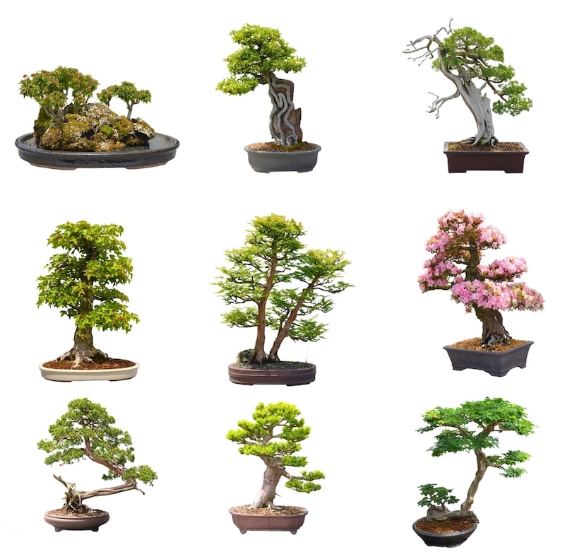 soorten bomen bonsai