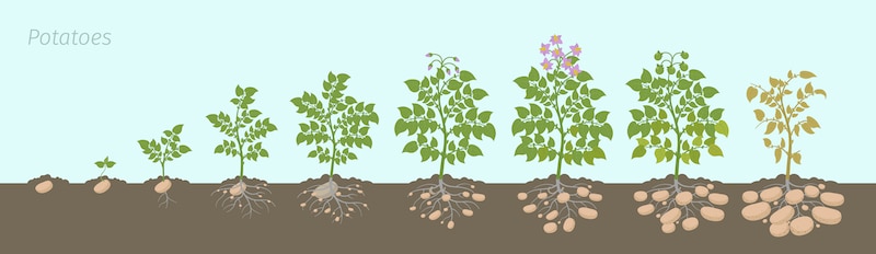 stadia aardappelplant
