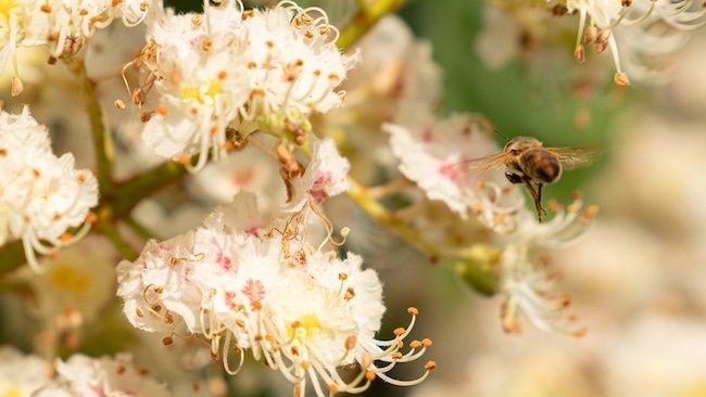 tamme kastanje bijen