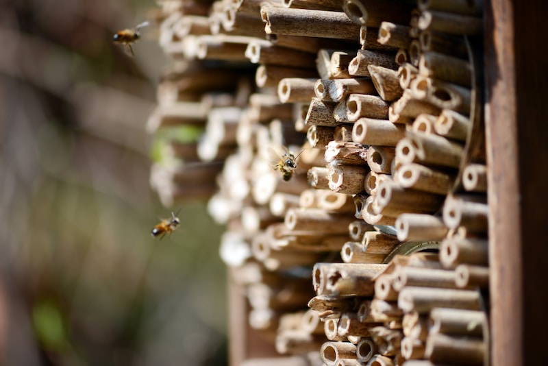 tips bijenhotel ophangen