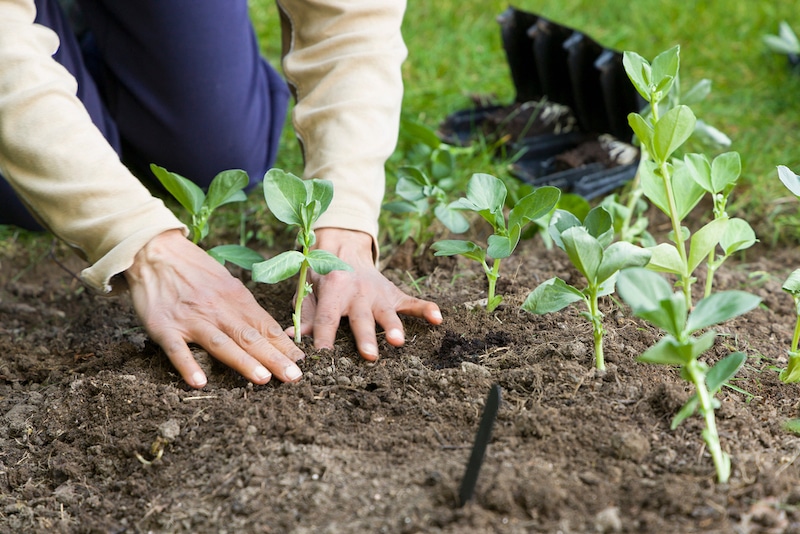 tuinbonen planten