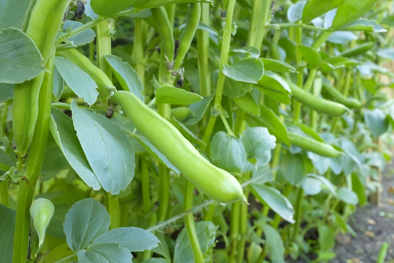 tuinbonen