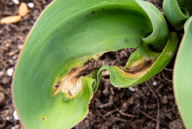 tulpen Botrytis schimmel