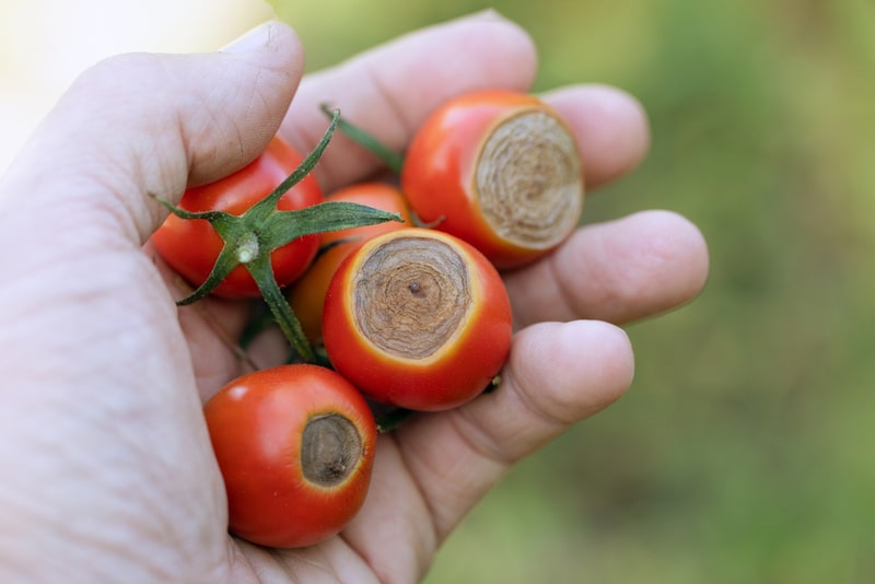 uiteinde tomaten bruin