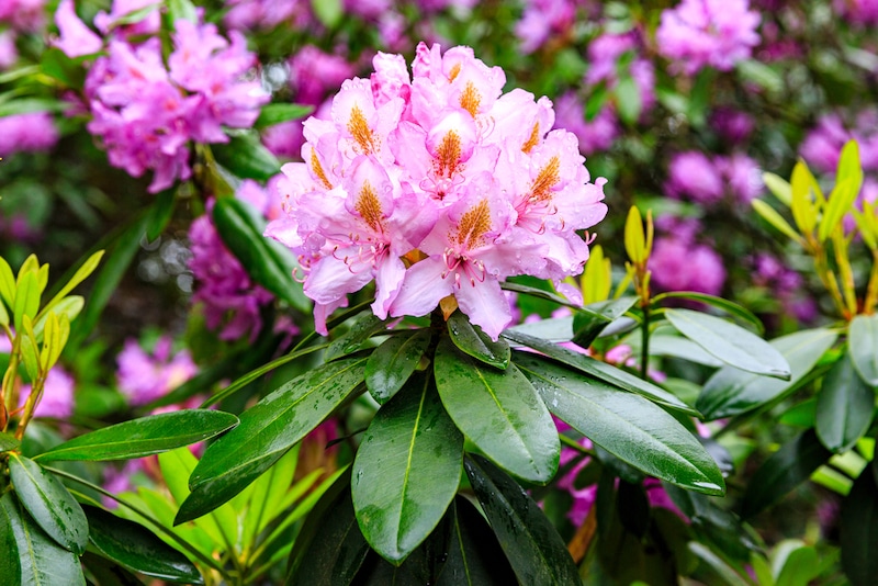 verzorgen rhododendron