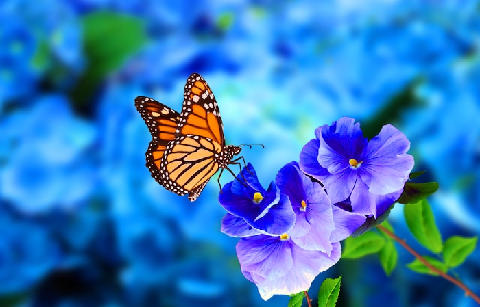 vlinders lokken in je tuin