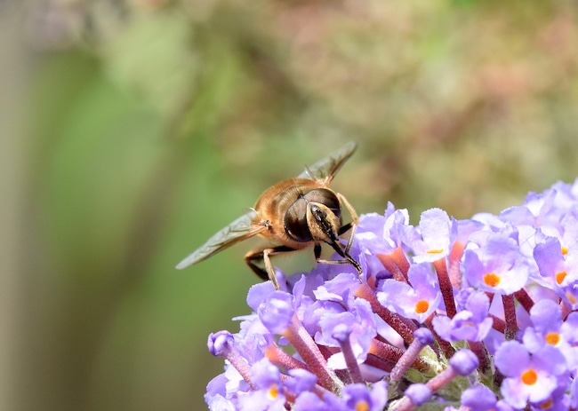 vlinderstruik bijen