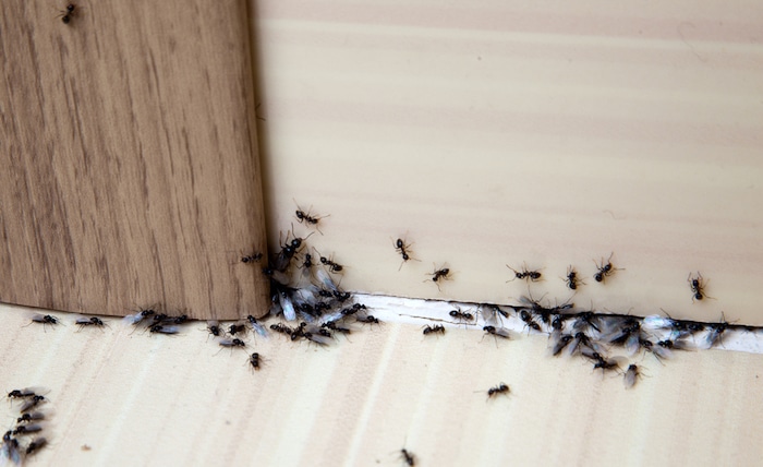wat doen tegen mieren in huis