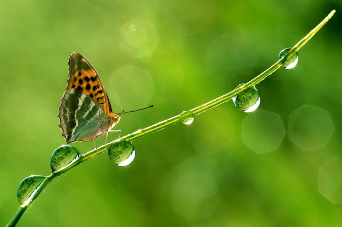 water voor vlinders