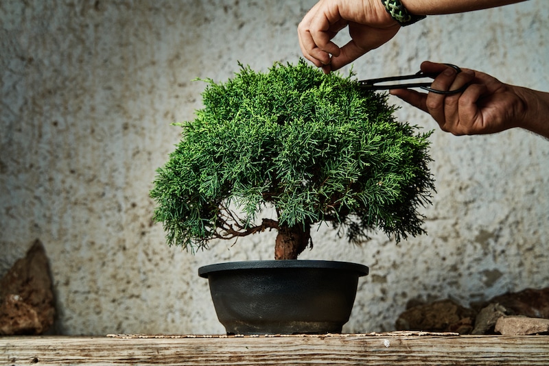 welke bomen kan je als bonsai snoeien